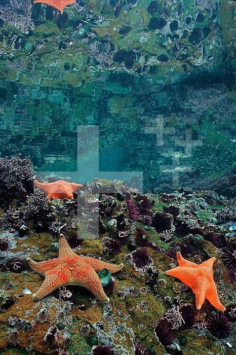 Underwater view of Bat Stars and Leather Stars in a tide pool (Asterina miniata and Dermasterias), Central California, USA.