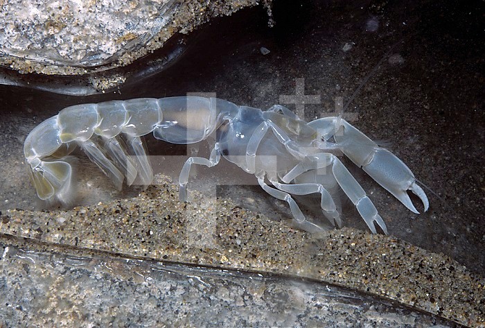 Bay Ghost Shrimp (Neotrypaea californiensis). California, USA.