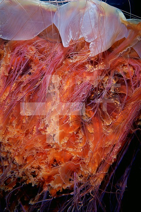 Close-up view of a Lions Mane Jellyfish (Cyanea capillata), Atlantic and Pacific Oceans.