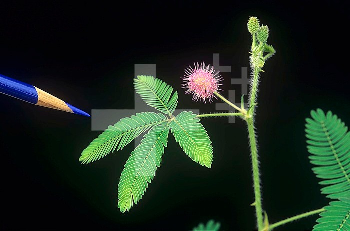 Turgor movement in a Sensitive Plant ,Mimosa pudica, leaves open and untouched. ,Compare with 210836,