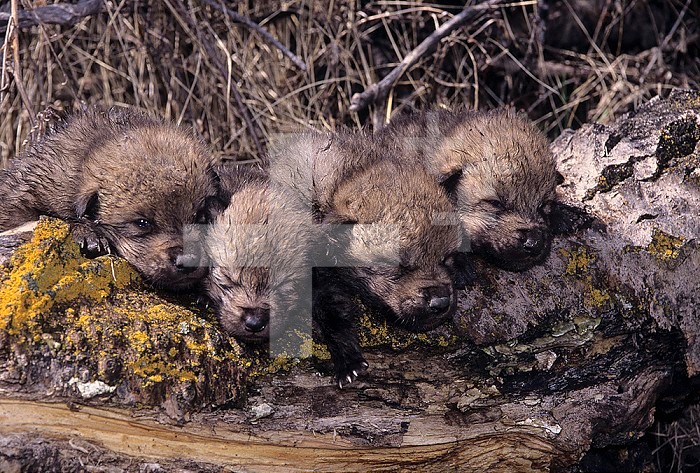 Gray Wolf pups at the den (Canis lupus), Montana, USA.