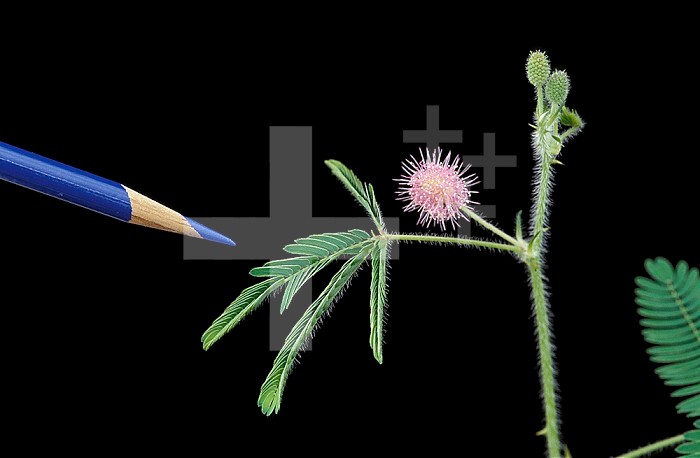 Turgor movement in a Sensitive Plant ,Mimosa pudica, after being touched. ,Compare with 210818,