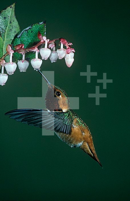 Allen's Hummingbird ,Selasphorus sasin, North America.