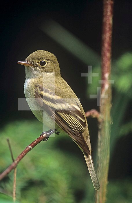 Acadian Flycatcher ,Empidonax virescens,. Central USA.