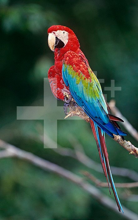 Red-and-Green Macaw, Amazon Rainforest, Amazonas, Brazil, South America.