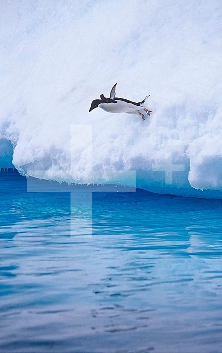 Adelie Penguin plunging into water ,Pygoscelis adaliae,, Antarctica.