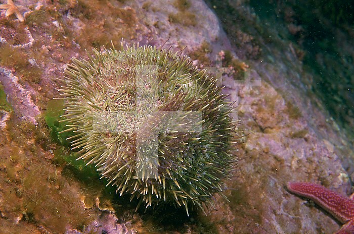 Green Sea Urchin ,Strongylocentrotus droebachiensis, Nubble Cove, Maine, USA