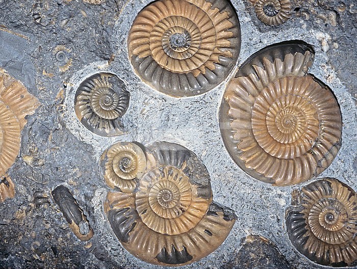 Ammonite (Promicroceras planicosta) 186 M.Y.A., Early Jurassic, England