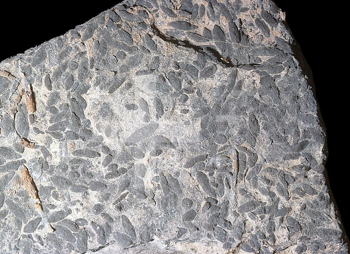Fusulinids - Foraminifera Fossils, Pennsylvanian Period 300 M.Y.A Arizona, USA.
