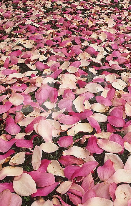 Magnolia Blossoms on the ground after this early spring tree has finished flowering, USA.