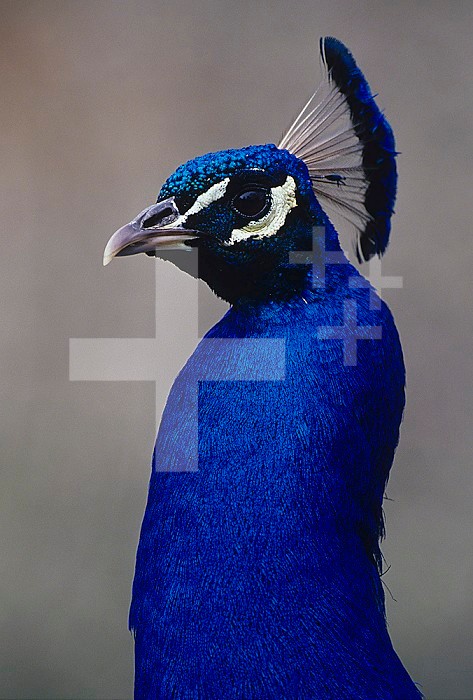 Male Peacock head ,Pavo cristatus,.