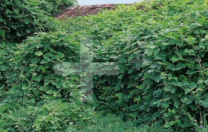 Kudzu vines covering an abandoned building ,Pueraria lobata, North Carolina, USA. This species was introduced from Japan and is now highly invasive in the Southeastern USA.