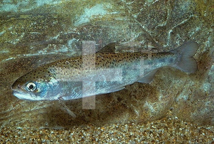 Coho or Silver Salmon (Oncorhynchus kisutch), Alaska to California, USA.