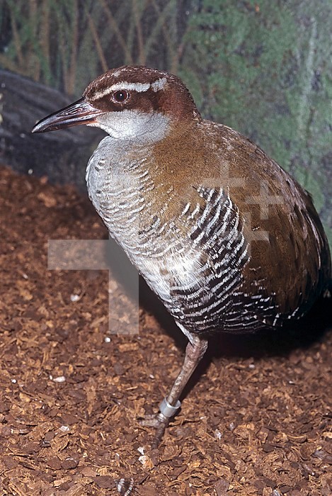 Guam Rail (Gallirallus owstoni), an endangered species thought to be extinct in the wild. Guam, Micronesia.