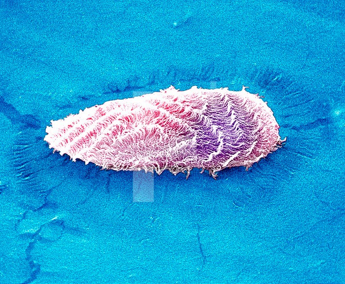 Paramecium, showing ciliary waves that allow the Protozoan to move. Paramecia are single-celled, aquatic microorganisms.  SEM X1500