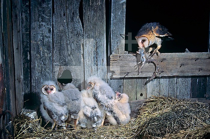 Parent Barn Owl (Tyto alba) delivering rodent catch to nestlings in their nesting area in a barn, USA.