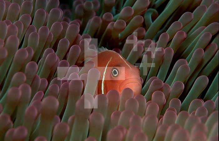 Pink Anemonefish (Amphiprion perideraion) in a Sea Anemone, Pacific Ocean.