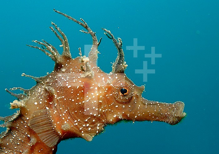 Seahorse head (Hippocampus guttulatus).