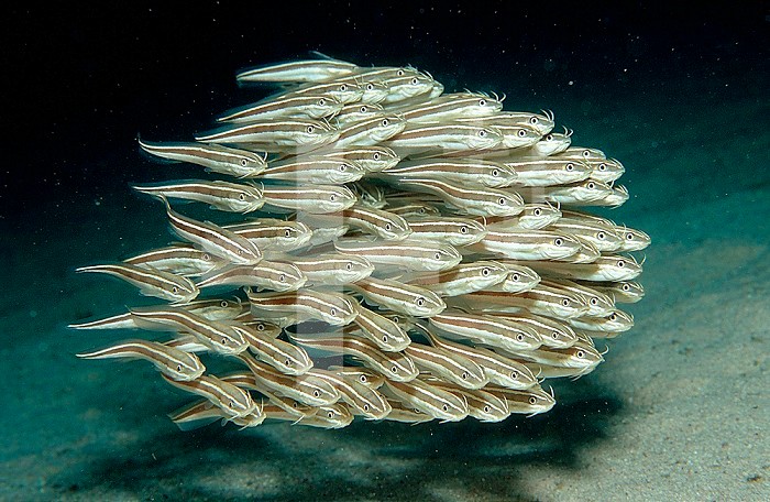 Striped Eel Catfish school (Plotosus lineatus).