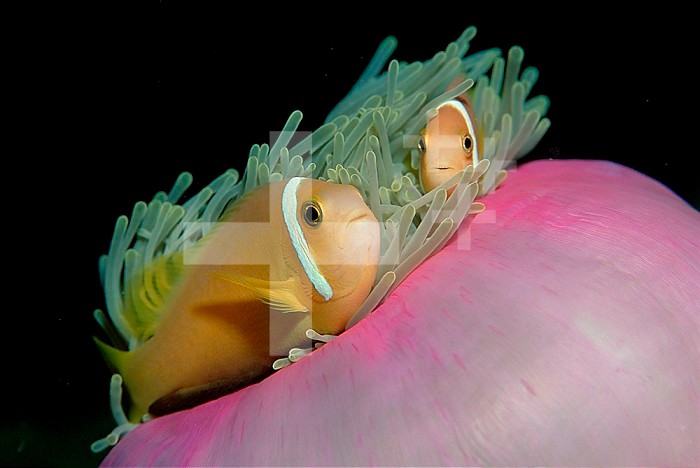 Anemonefishes (Amphiprion nigripes) in a Sea Anemone, Pacific Ocean.