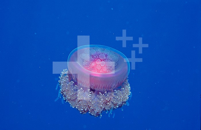 Crown Jellyfish (Netrostoma setouchina), Red Sea, Egypt.