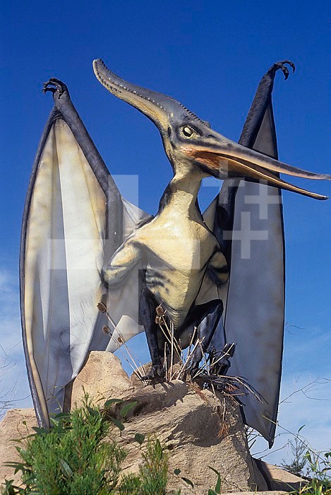Restoration of a Pterosaur (Pteranodon) flying reptiles, wingspan to 23 feet, late Cretaceous, 75 m.y.a. Kansas and Texas