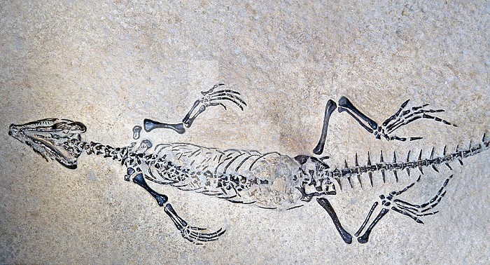 Lizard fossil (Homeosaurus pulchellus) one hundred and forty million years ago during late Jurassic period. Kelheim, Germany