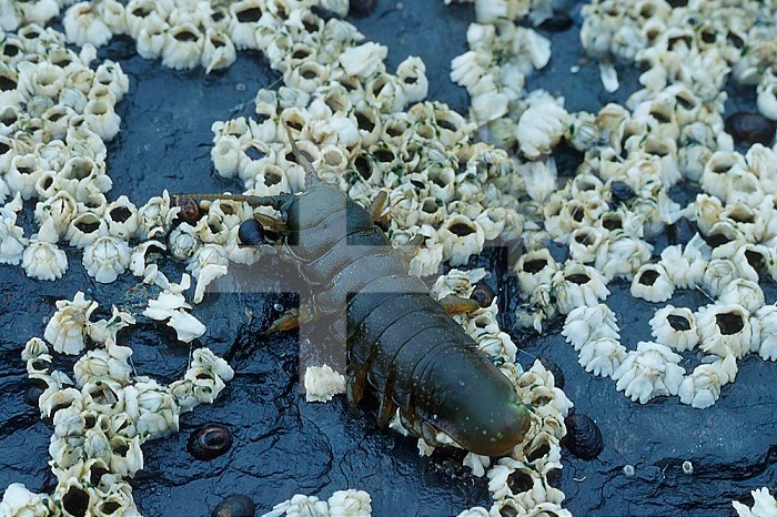 Sea Louse Isopod (Idotea), Kodiak Island, Alaska, USA, Pacific Ocean.