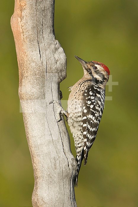 Ladder-backed Woodpecker male on a snag (Picoides scalaris), Arizona, USA.