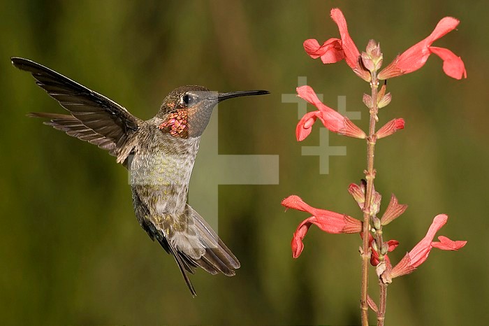 Anna's Hummingbird male (Calypte anna) hovering near a Salvia flower, Scarlet Spires variety, Arizona, USA.