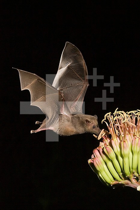 Mexican Long-tongued Bat (Choeronycteris mexicana), a nectar-feeding Bat at Agave palmeri flowers at night,  Arizona, USA.