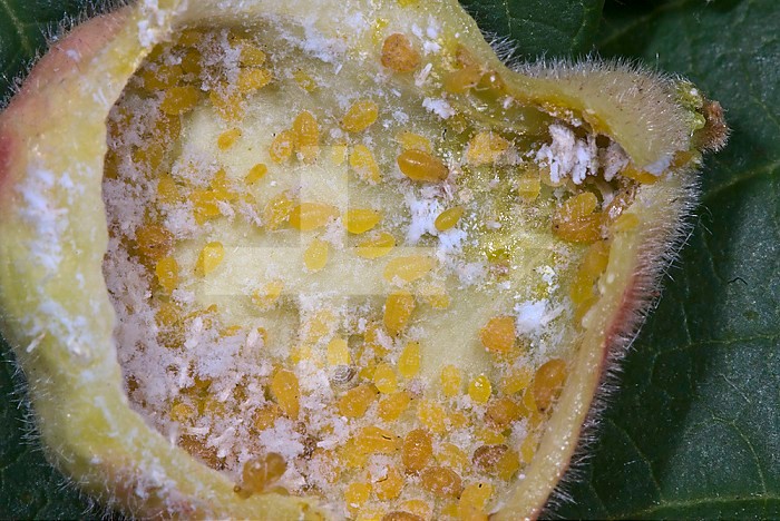 Opened Gall formed by Aphids (Melaphis rhois) on Sumac (Rhus). The complex symbiotic relationship between the Aphids and the Sumac is about 48 million years old.