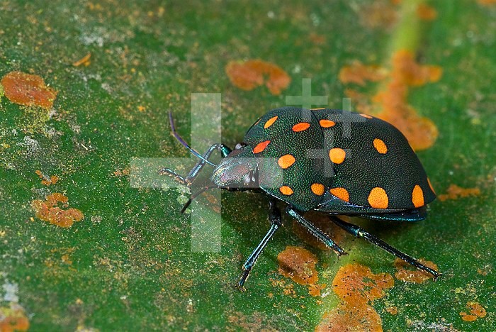 Orange-spotted Bug (Order Hemiptera) on a lichen-mottled rainforest leaf, Panama, Central America. Boldly colored and patterned insects such as this usually are advertising a disagreeable taste or odor, thus deterring predation.