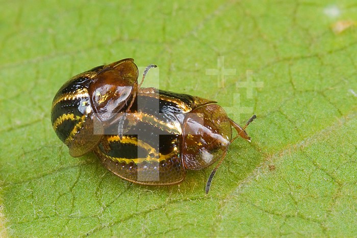 Tortoise Beetles (Subfamily Cassidinae) mating on the underside of a Banana leaf, Panama, Central America. The tiny Beetles measure about 1/8 inch (2 mm) across.