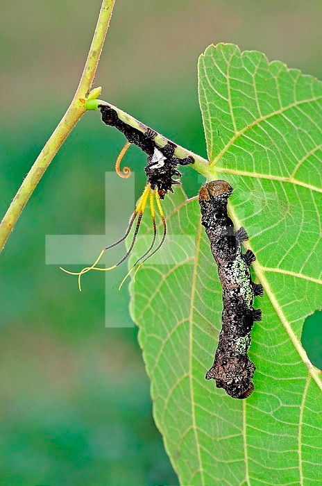 Saturnid Moth caterpillar (Arsenura batesii) new instar next to its shed skin.