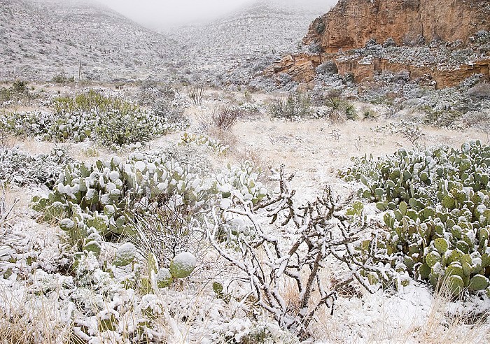 Snow in Walnut Canyon, Guadalupe Mountains, Carlsbad Caverns National Park, New Mexico, USA.