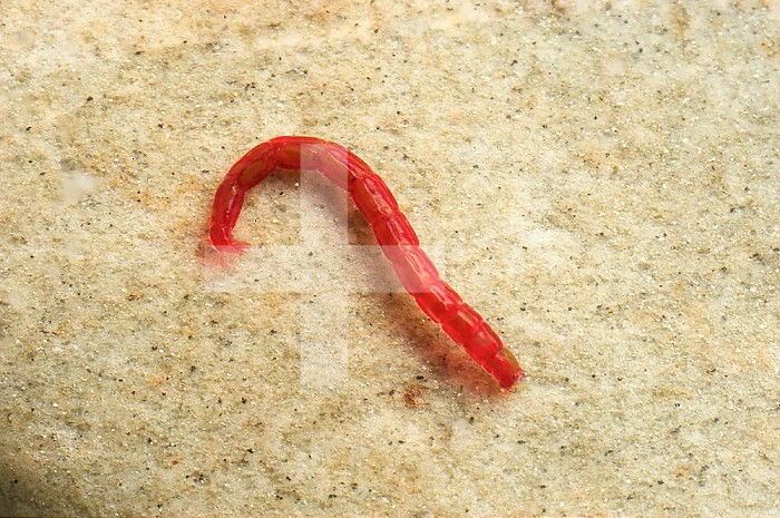 Midge larva or Bloodworm, Farminton River, Connecticut, USA.