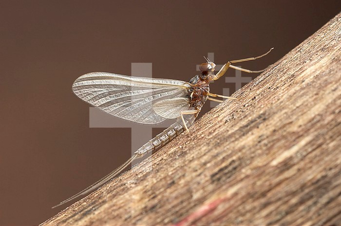 Mayfly sub-adult male (Paraleptophlebia).