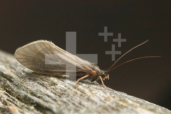 Grannom Caddisfly adult female (Brachycentrus americanus),  Kennebec River, Maine, USA.