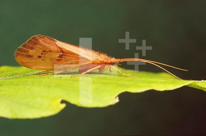 Caddisfly adult (Pycnopsyche), Ripogenus Lake, Maine, USA.
