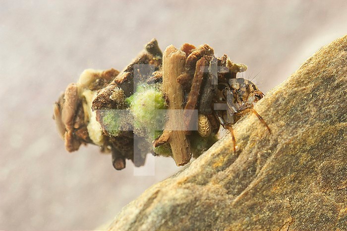 Caddisfly cased larva (Limnephilus infernalis), Maine, USA.