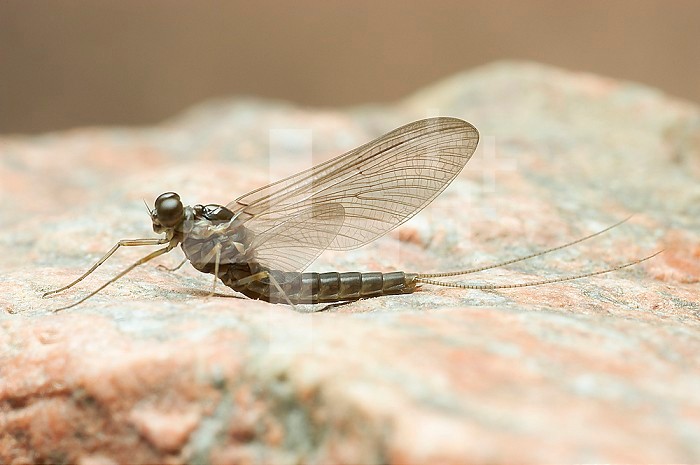 Mayfly sub-adult male (Siphlonurus typicus), Maine, USA.