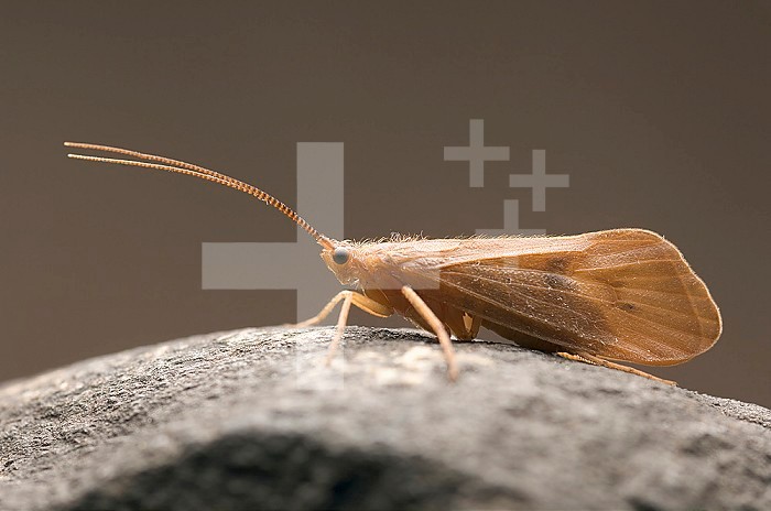 Caddisfly adult female (Pycnopsyche), 20 mm in length.