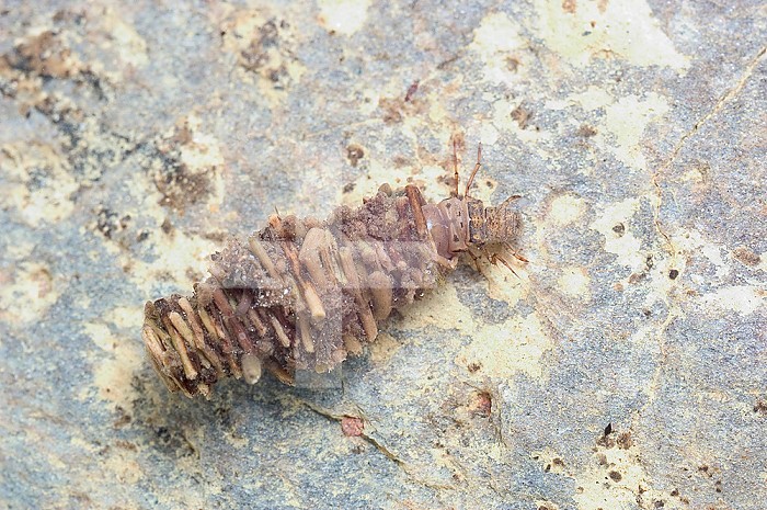 Cased Caddisfly larva (Limnephilus), Maine, USA.