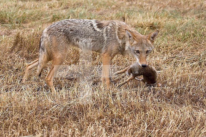 Coyote (Canis latrans) with Rabbit prey.