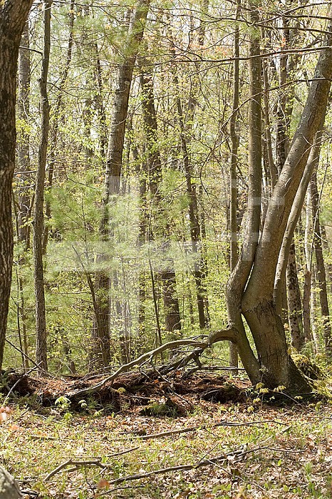 Trees growing over a decomposing nurse log in the Eastern Deciduous Forest, New England, USA.