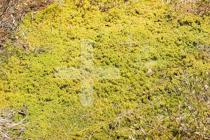 Sphagnum Moss,  Ponemah Bog, Amherst, New Hampshire, USA.