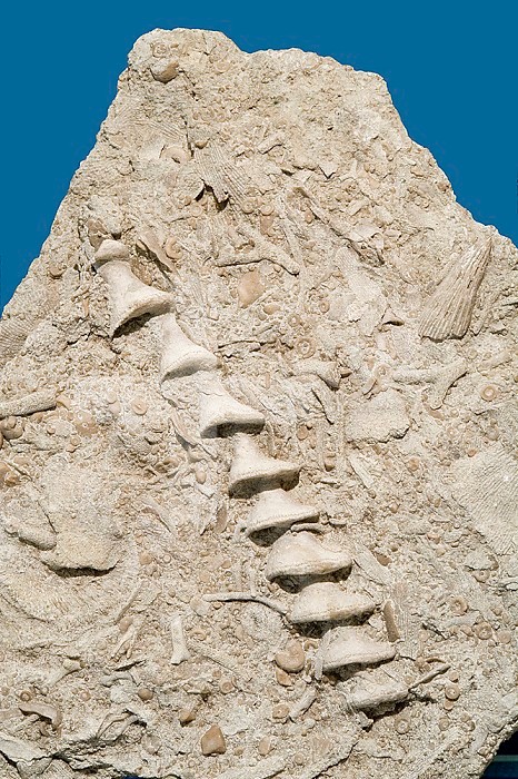 An Archimedes screw-like axis that supported lacy bryozoan colonies, Mississippian, Warsaw, Illinois. Sample courtesy of Perkins Museum of Geology, University of Vermont.