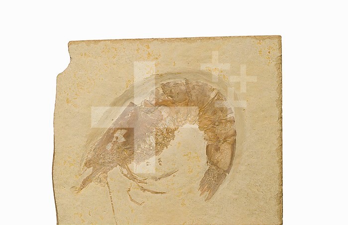 Fossil shrimp Penaeus speciosus) Jurrasic, Nesozoic Crustacean, Solnhofen, Bavaria Sample courtesy of Perkins Museum of Geology, University of Vermont.