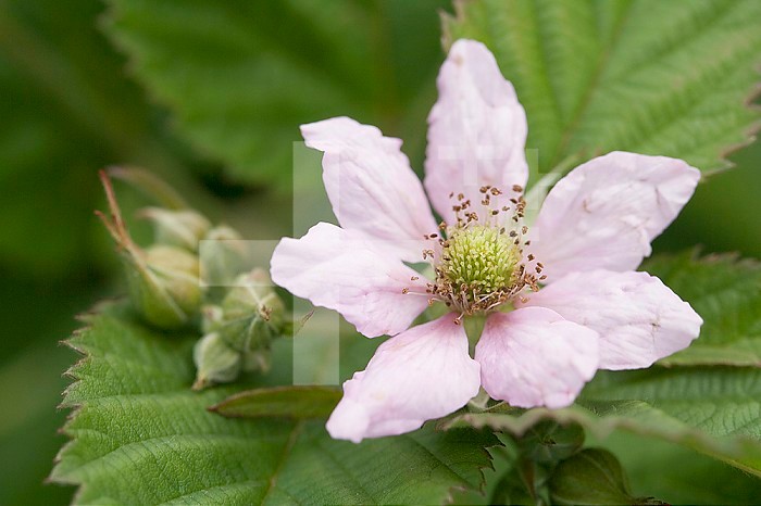 Thornless Blackberry Flower